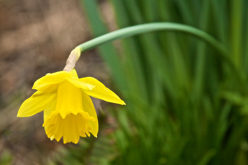 daffodil March 12, 2011