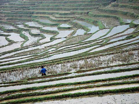 A solitary farmer works silently in the rice terraces inside the Pu Luong reserve