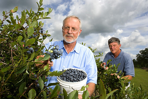 The webinar talked about how the Specialty Crop Block Grant Program helps blueberries and other specialty crops remain competitive in the market.