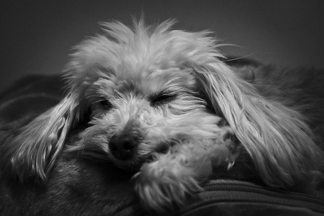 036/365 - February 5, 2011 - Canine Slumber