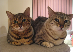 two bengals on a furry bench