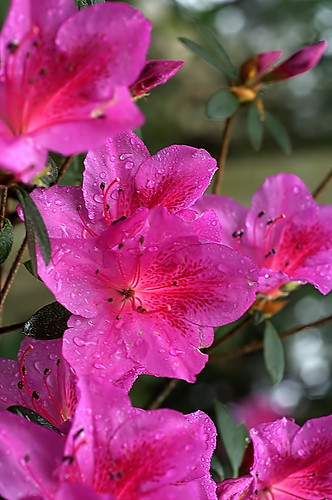 Azalea ( Rhododendron indicum) ALR_0035_f by alopez2006