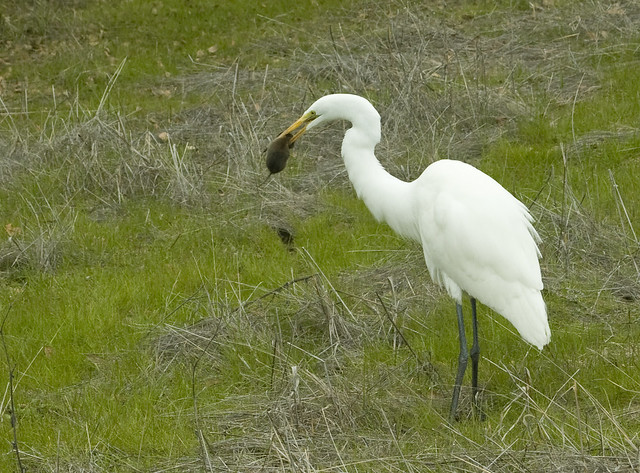 IMG_1836 Great Egret eating a vole 8