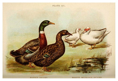 025-Biggle poultry book…1909- Jacob Biggle
