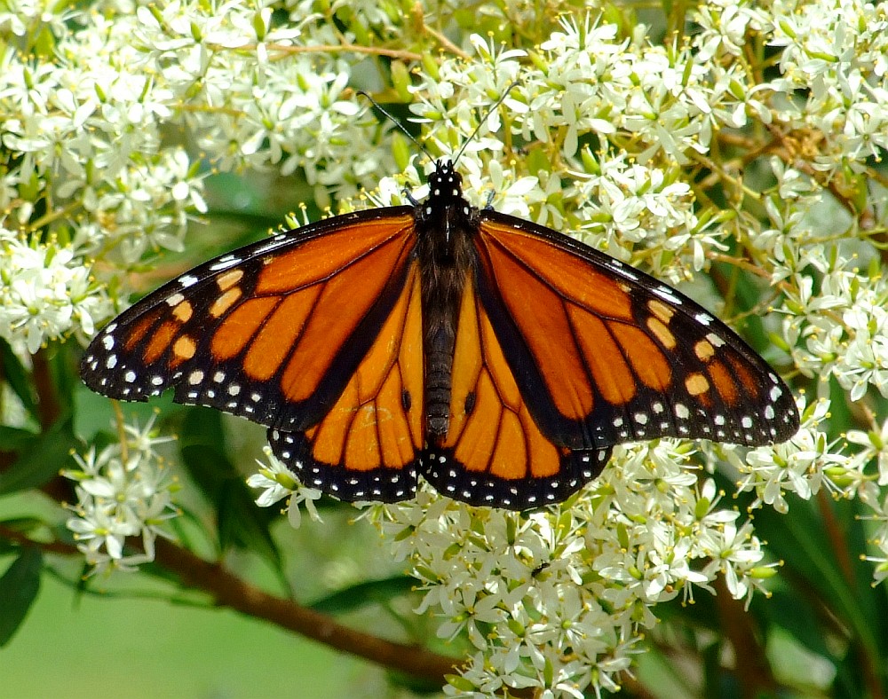 monarch butterfly 05