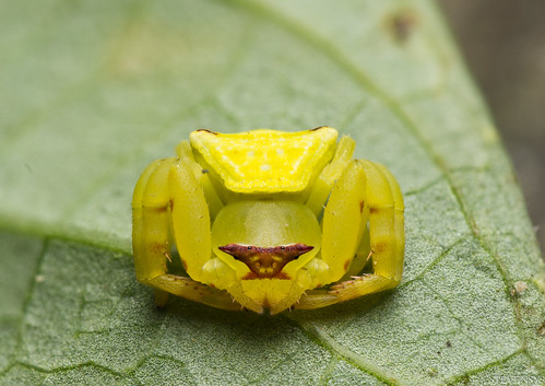Yellow Crab Spiders