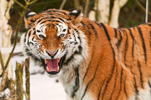  フリー写真素材, 動物, 哺乳類, ネコ科, 虎・トラ, 怒る, 口を開ける,  