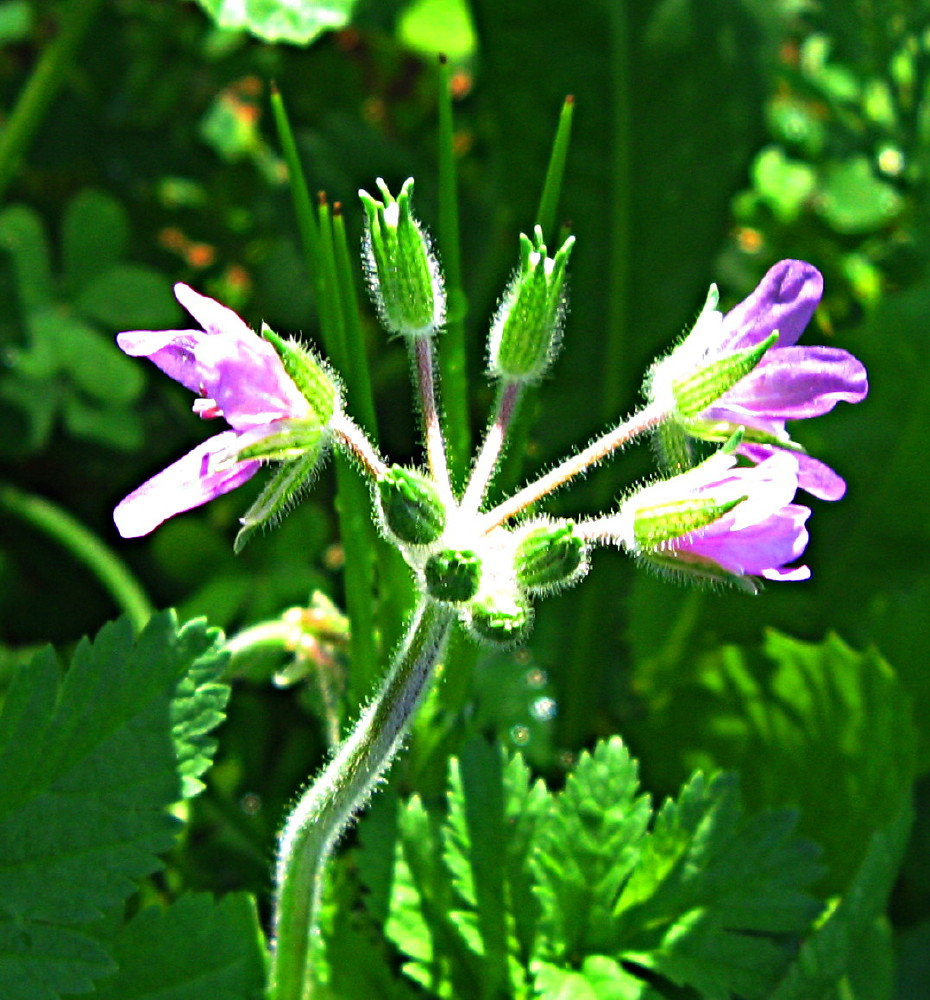 12-03-2011-flower-purple2