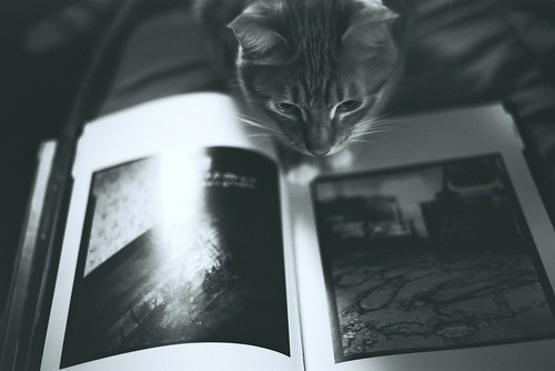 フリー写真素材|動物|哺乳類|ネコ科|猫・ネコ|モノクロ写真|