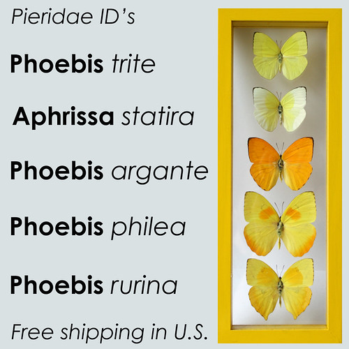 Sun Yellow Butterfly Frame with 5 Framed Pieridae Butterflies ID's