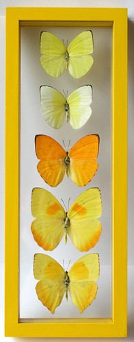 Sun Yellow Butterfly Frame with 5 Framed Pieridae Butterflies