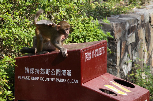 Baby monkeys play on a rubbish bin