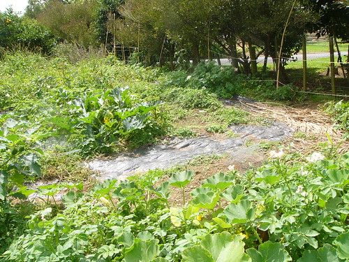 20110203a Vege garden