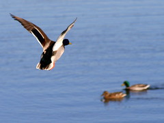 Waterfowl in Winter: Duck in flight