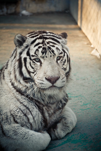 White tiger in Harbin (哈尔滨)