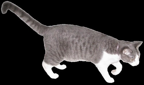 black and white cat clip art. grey and white cat lge 14 cm