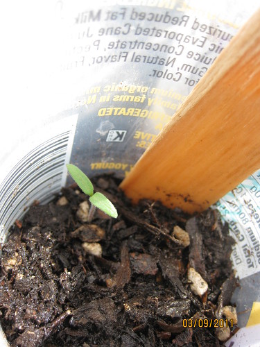 tomato seedling 1