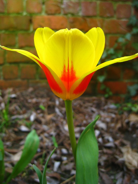 Tulipano giallo, Lovanio