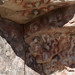 Mani sinistre dipinte dai Tehuelche nella Cueva de las Manos