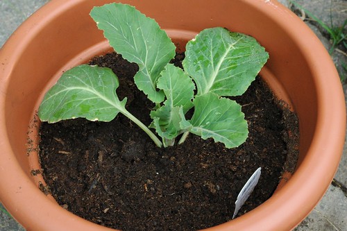Cauliflower; let's see if it grows in a pot