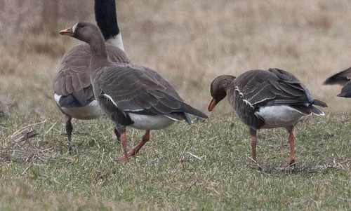 White-fronts