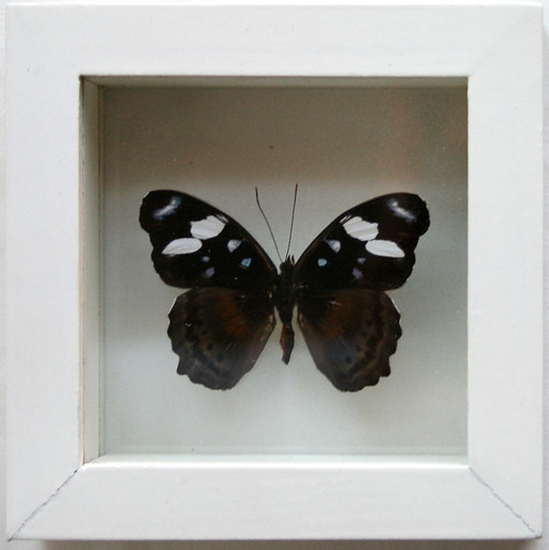 White and Blue Framed Butterfly Art Myscelia Capenas in White