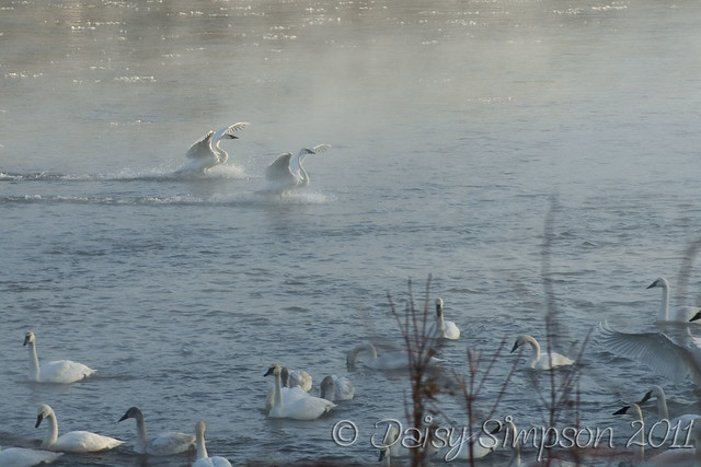 landing swans 2