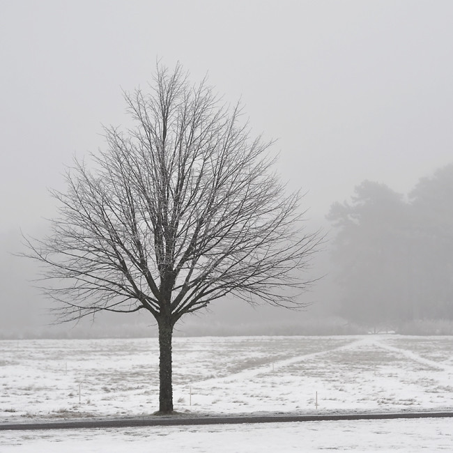 träd i dimman