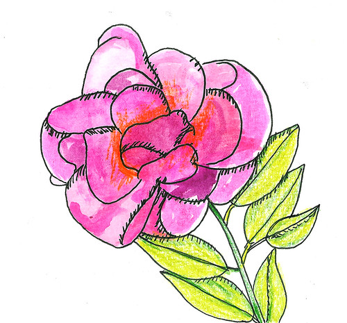 A pink doodle rose