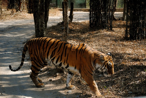 An Indian Tiger - From Bhadra