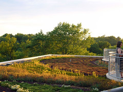 Fayetteville library's green roof (by: MadAboutCows/Sarah, creative commons license)