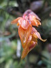 Bulbophyllum wangkaense