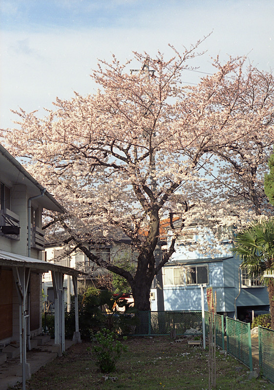 阿佐ヶ谷住宅の桜2009