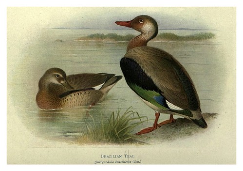 016-Cerceta brasileña-Birds of La Plata 1920- William Henry Hudson 