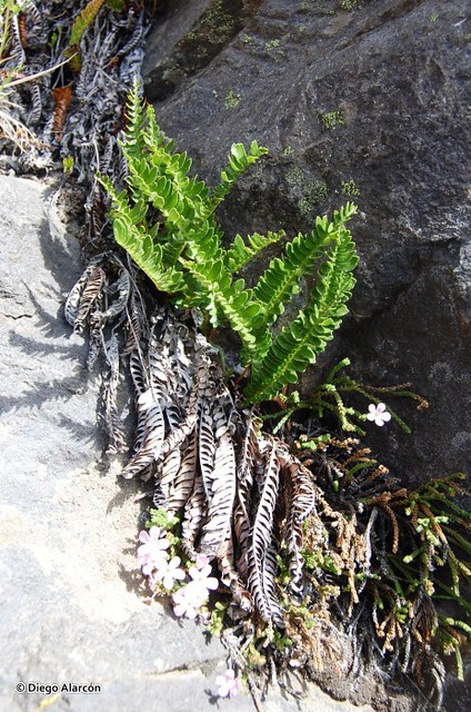 Hábito del helecho <i>Blechnum microphyllum</i> creciendo entre rocas en el Parque Nacional Laguna del Laja, Región del Biobío.
