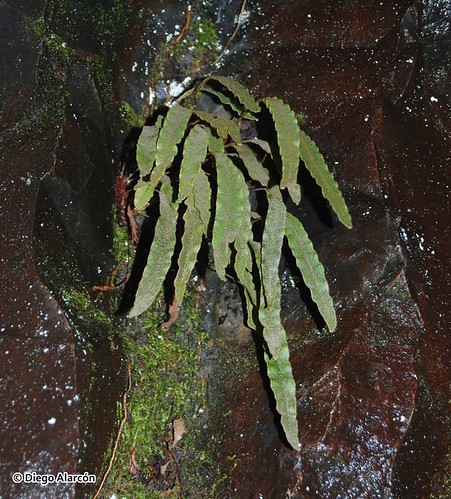 Hábito del helecho escamoso <i>Elaphoglossum fonkii</i> creciendo bajo bosque, sobre rocas húmedas en la Reserva Huilo-Huilo, Región de Los Ríos.