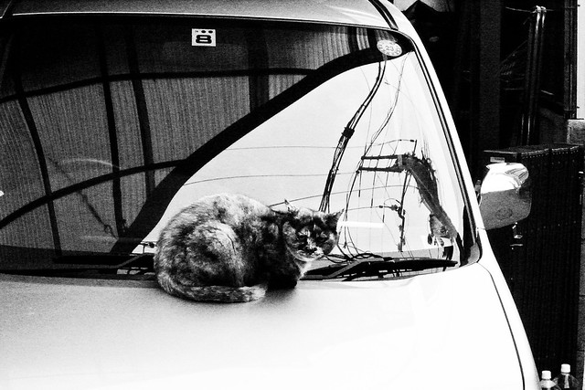Today's Cat@2011-02-21