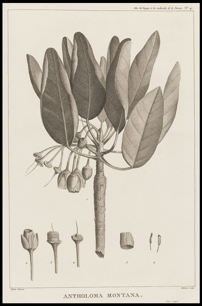 Antholoma montana (Redoute)