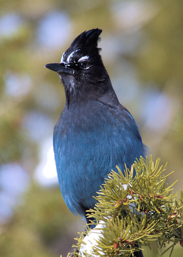 8x10 Steller's Jay Bryce Canyon IMG_0774