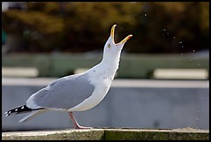 Squawking Seagull by Iguanasan