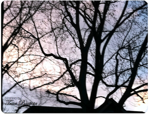 a drive by photo of tree branches at sunset
