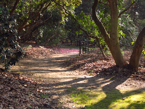 Blossom Path in Cannizaro Park