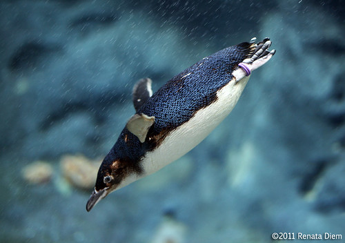 Penguin by Renata Diem
