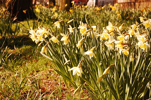 Daffodils for Merry and Freddie