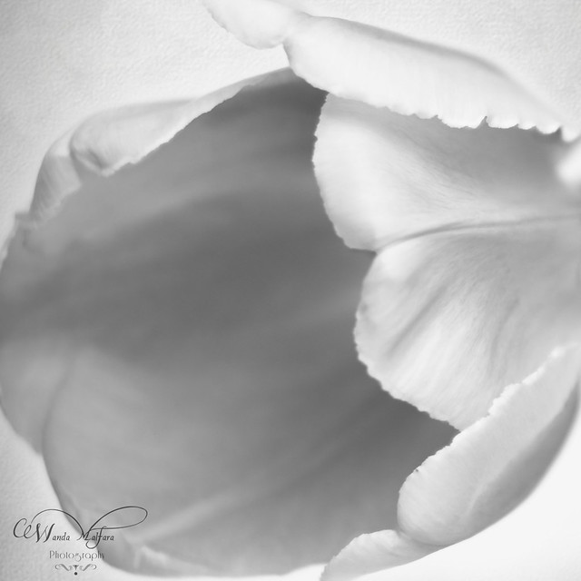flowers tulips 072 blog