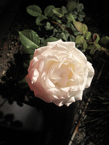 Pure white rose. by gaydenesse