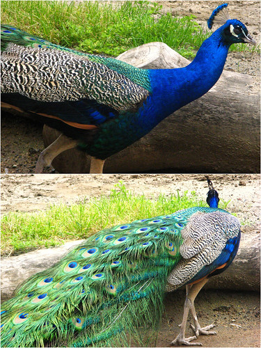 Two angles: a peacock by jeffwc00