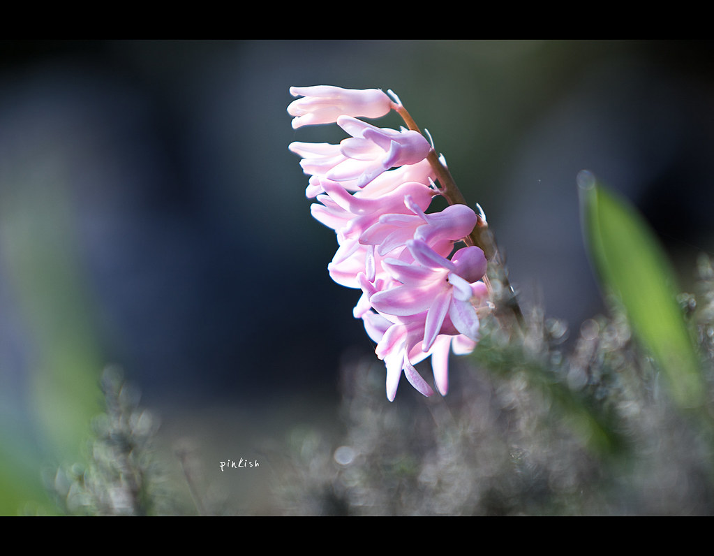 Day 236, 236/365, Project 365, Bokeh, pink, pinkish, Canon ef 70-200 f2.8 IS
