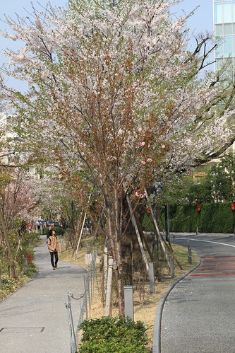 桜＠赤坂