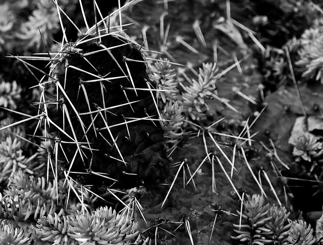 creative nature photography cactus